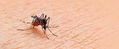 Piqûres de moustiques : comment les soulager et les prévenir ?